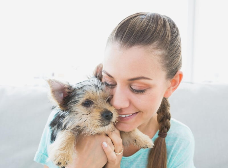 For a smaller emotional supprt animal it's hard to beat the Yorkshire Terrier. Yorkies are very affectionate and are easy to travel with, making them great mobile anxiety easers.