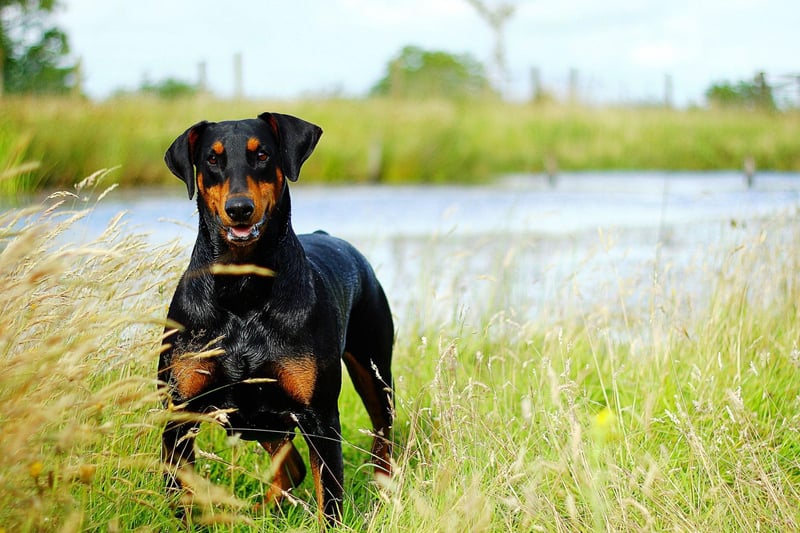 While large Dobermanns, also known as Doberman Pinschers, may cost you more than other dogs when it comes to pet food, they'll not require the services of a groomer. A weekly brush will get rid of any loose hair and that's all they need to maintain a healthy and shiny coat.