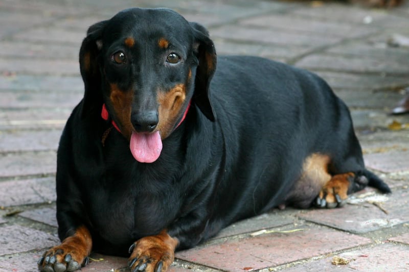 Notoriously stubborn, even if a Dachshund knows it's meant to go outside it might simply not bother.