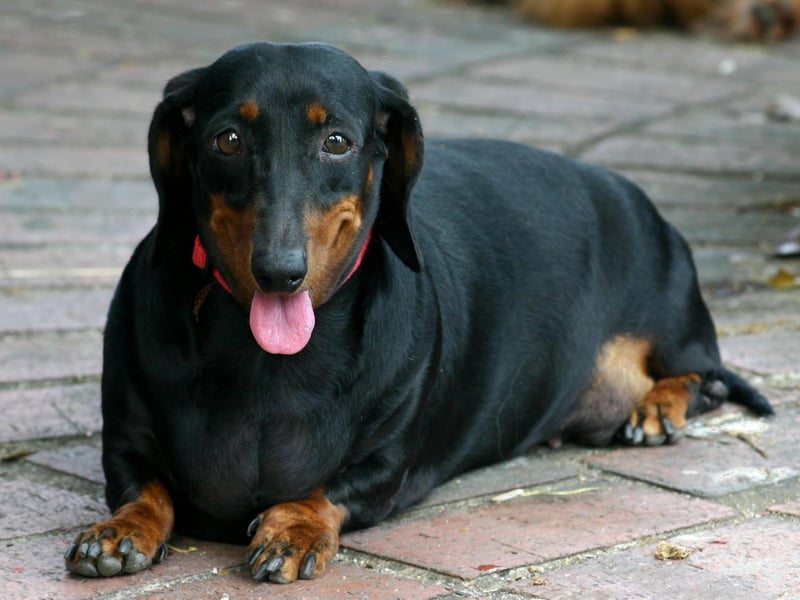 Notoriously stubborn, even if a Dachshund knows it's meant to go outside it might simply not bother.