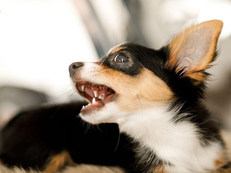 A big dog in a small dog's body, it's not unusual for a Chihuahua to bark pretty much continuously - often for no other reason than they are bored.