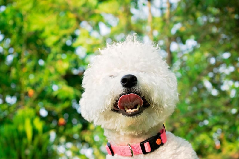 Similar to the Maltese, the Bichon Frise enjoys variety when it comes to food - but the fact they are prone to allergies means caution should be exercised. New dog owners should remember that a pet occasionally refusing food is nothing to worry about, as long as they don't seem to suffering discomfort that is preventing them from chowing down.