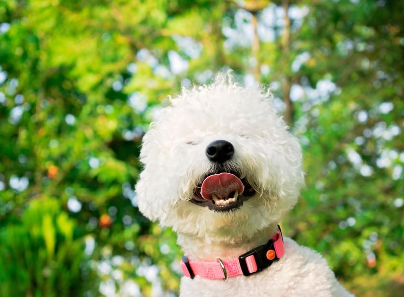 Similar to the Maltese, the Bichon Frise enjoys variety when it comes to food - but the fact they are prone to allergies means caution should be exercised. New dog owners should remember that a pet occasionally refusing food is nothing to worry about, as long as they don't seem to suffering discomfort that is preventing them from chowing down.
