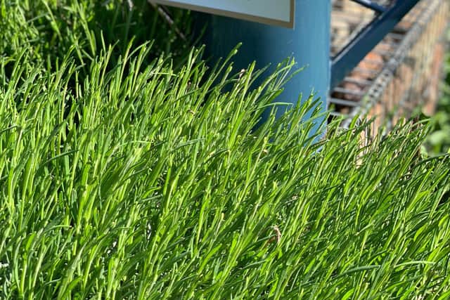 Nature inspired events at Village Green Gatherings