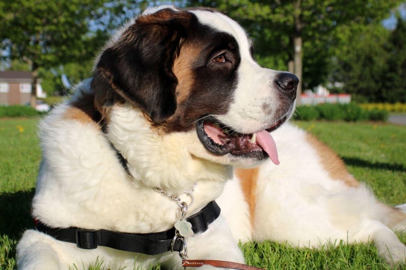 The Saint Bernard is prone to a range of joint degenerative disorders due to its huge size. Keeping a dog at a healthy weight is one of the best ways to minimise the risk of developing such issues.