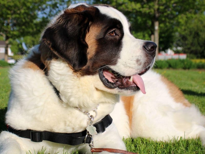 The Saint Bernard is prone to a range of joint degenerative disorders due to its huge size. Keeping a dog at a healthy weight is one of the best ways to minimise the risk of developing such issues.