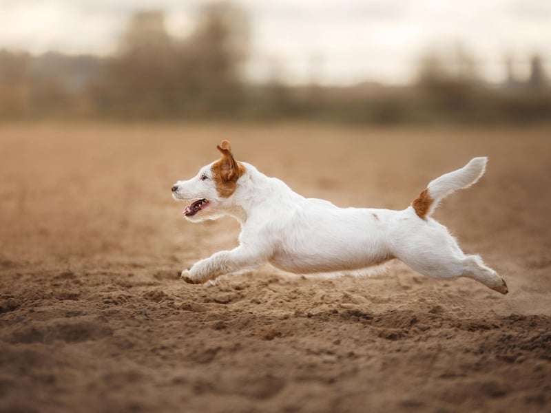 Small but speedy, the Jack Russell Terrier rounds out the top five fastest dogs. Bred to be the perfect dog for fox hunting, they can clock speeds of up to 38mph.