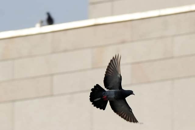 Pigeons have been a problem at Holyrood since before it opened.  Pic Ian Rutherford