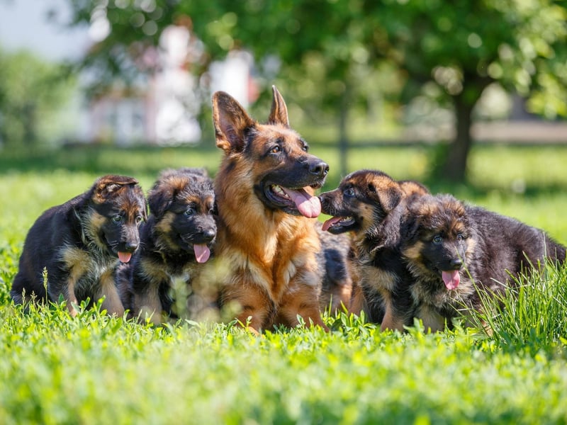 A favourite with the police and army, German Shepherds can cope with the harshest of environments - even war zones. Stong and agile, with a thick coat, it's only extremely warm conditions that can stop them in their tracks.