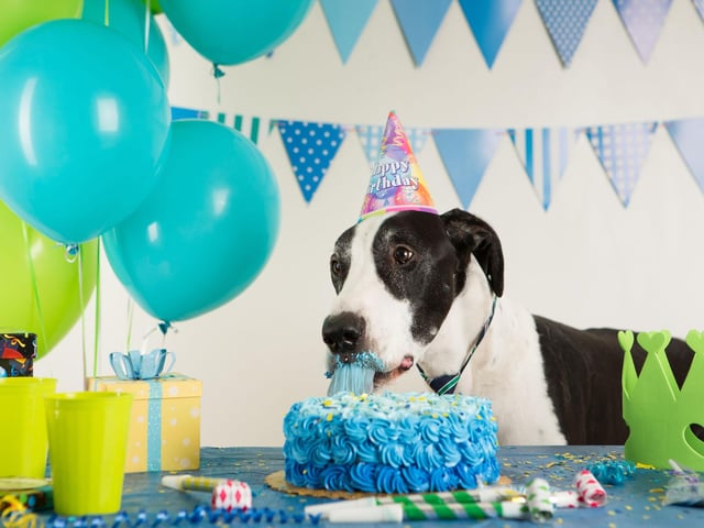 This is a really simplified version and it actually depends on the breed and lifestyle of the dog. A 10-year-old chihuahua is middle-aged, while a 10-year-old Great Dane is a very elderly senior, so whilst their age might be the same, they are in fact, at very different stages of their life.