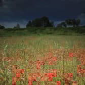 Robert Burns once wrote 'pleasures are like poppies spread: you seize the flow’r, its bloom is shed' (Picture: Christopher Furlong/Getty Images)