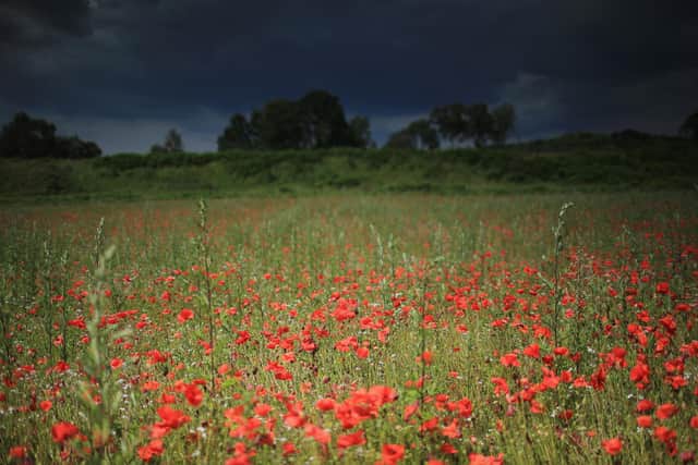 Robert Burns once wrote 'pleasures are like poppies spread: you seize the flow’r, its bloom is shed' (Picture: Christopher Furlong/Getty Images)