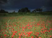 Robert Burns once wrote 'pleasures are like poppies spread: you seize the flow’r, its bloom is shed' (Picture: Christopher Furlong/Getty Images)
