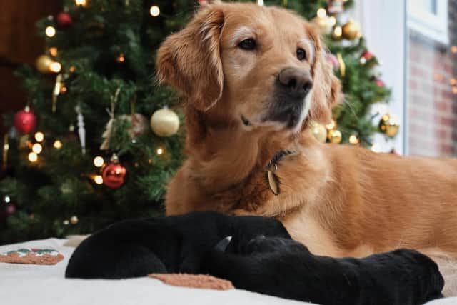 Puds welcomes the arrival of her new litter of nine golden retriever x German shepherd pups just in time for Christmas. PIC :  Michael Leckie/PA Wire