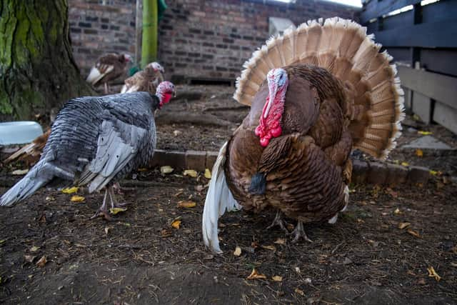 Some of the breeds in Brian’s flock have been in Britain since they were first imported in the 16th century.