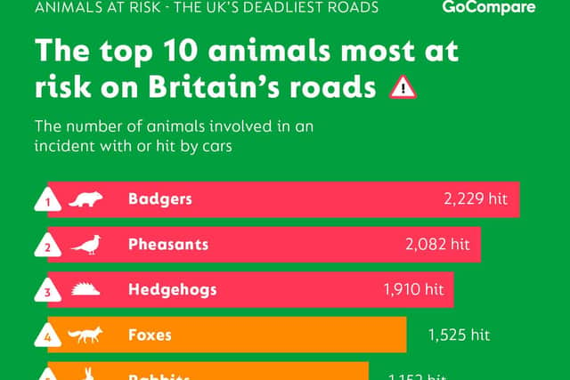 Badgers, pheasants and hedgehogs were among those most commonly involved in accidents on Britain’s roads with the data revealing a shocking 6 badgers, 5 pheasants and 5 hedgehogs are reported to be killed each day (Photo: GoCompare).