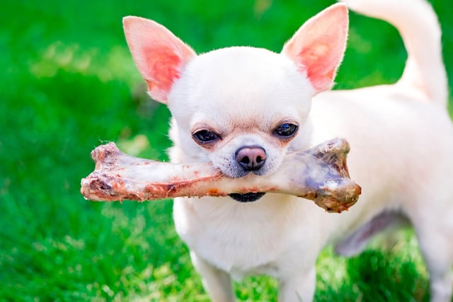 Cooked bones - whether baked, boiled, steamed, fried or smoked - are dangerous to dogs as they become brittle. This means they can easily splinter when chewed by a pup, creating jagged pieces that are a choking hazard and that can also cause serious internal damage if swallowed.