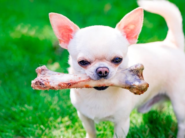 Cooked bones - whether baked, boiled, steamed, fried or smoked - are dangerous to dogs as they become brittle. This means they can easily splinter when chewed by a pup, creating jagged pieces that are a choking hazard and that can also cause serious internal damage if swallowed.