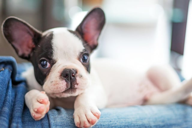 The French Bulldog has soared in popularity in the last decade, becoming the UK's second favourite breed of dog. According to the research these loving pets are big fans of electropop.