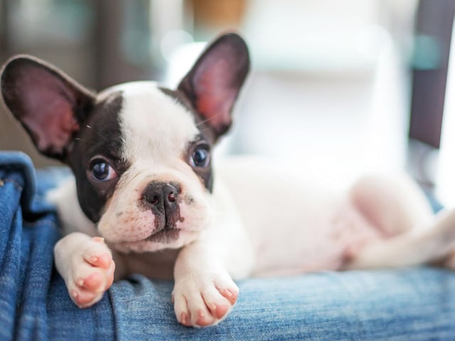 The French Bulldog has soared in popularity in the last decade, becoming the UK's second favourite breed of dog. According to the research these loving pets are big fans of electropop.