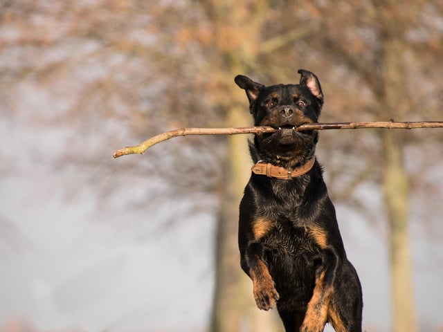 The American Kennel Club's describes the Rottweiler as being "a calm, confident and courageous dog". Despite this, many people have a negative image of the Rottweiler being aggressive. It's thought this misunderstanding comes from inaccurate portrayals in films and television - most notably in The Omen, where a Rottweiler was shown violently protecting the son of Satan - the original 'devil dog'.