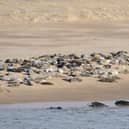 Grey seals (Halichoerus grypus) gather at the Ythan estuary, Sands of Forvie National Nature Reserve near Newburgh.  PIC: ©Lorne Gill/SNH