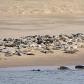 Grey seals (Halichoerus grypus) gather at the Ythan estuary, Sands of Forvie National Nature Reserve near Newburgh.  PIC: ©Lorne Gill/SNH