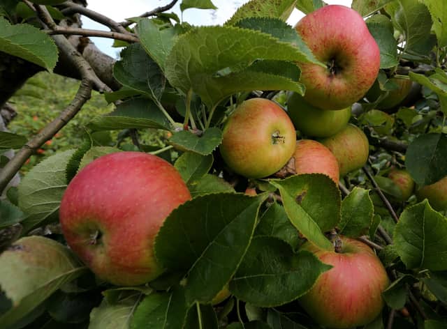 This year has been particularly good for growing applies (Picture: Gareth Fuller/PA)