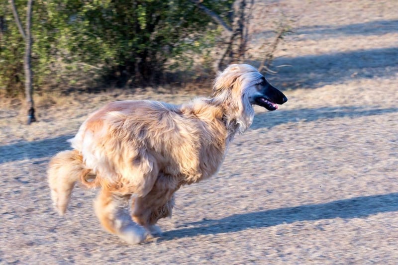 The 12 fastest breeds of dog and their top speeds