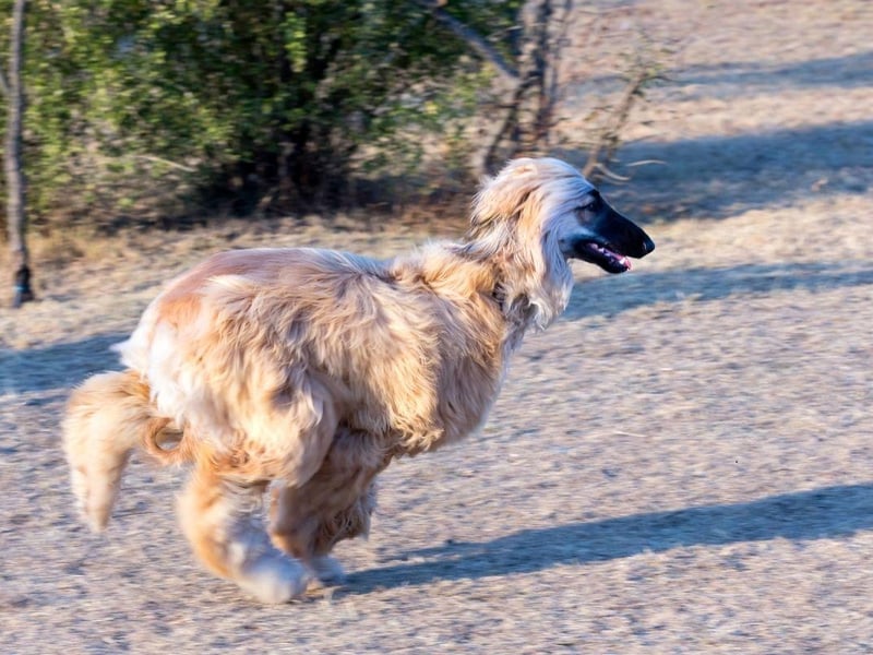 In joint bronze medal position for quickest canine is the Afghan Hound. At top speed they are a blur of fur, running at 40mph.