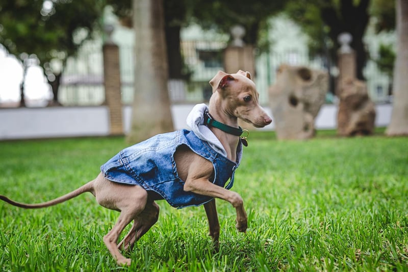 A good winter jacket, and perhaps even warm protective booties, are ideally needed when taking a skinny greyhound out into wintery weather. They'll still be keen to get home to laze by the fire though.