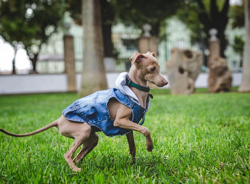 A good winter jacket, and perhaps even warm protective booties, are ideally needed when taking a skinny greyhound out into wintery weather. They'll still be keen to get home to laze by the fire though.