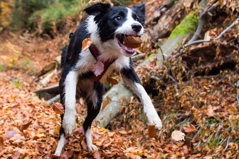 Always alert and always on the lookout for the next adventure - the Border Collie is not a dog that will ever be happy relaxing at home. Constant mental and physical stimulation is required to keep this breed happy.