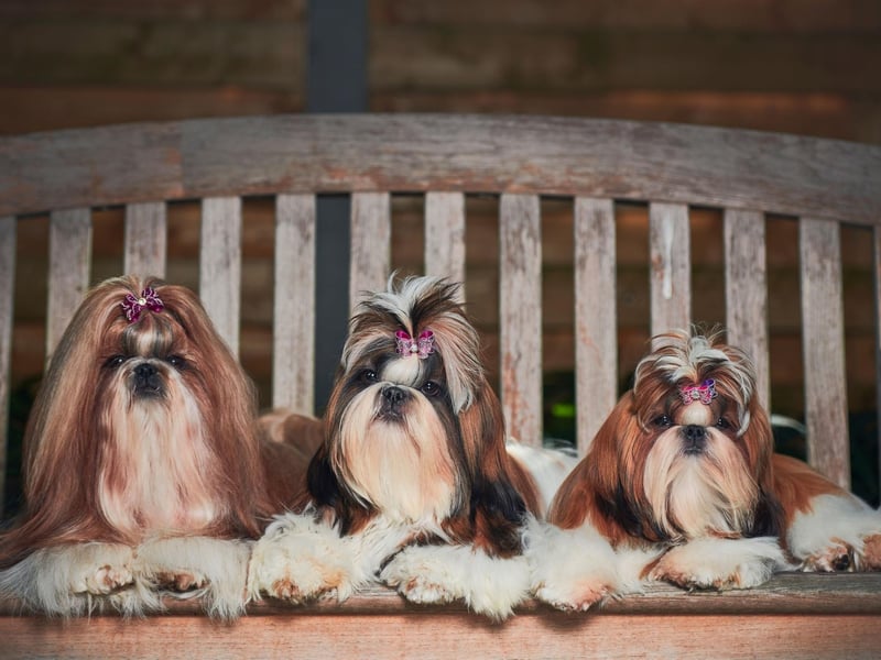 Ranging in weight from a diminuative 4-7.2 kg, the Shih Tzu is also one of the oldest breeds in the world - having been bred for over 10,000 years.