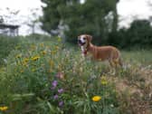 Pet expert shares top tips for keeping your pet healthy this Easter