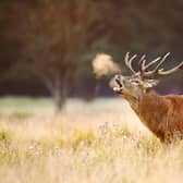 Close up of a red deer stag calling during rutting season in autumn, UK. Image: Adobe Stock