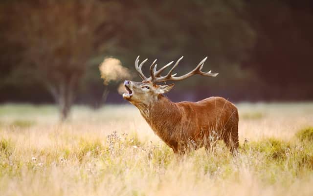 Close up of a red deer stag calling during rutting season in autumn, UK. Image: Adobe Stock