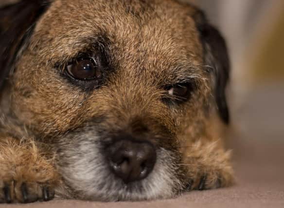 How much do you know about the adorable Border Terrier breed of dog?