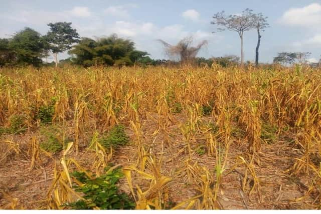 A drought-affected farm at Sewua. Picture: Ministry of Food and Agriculture Ghana