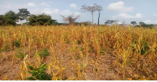 A drought-affected farm at Sewua. Picture: Ministry of Food and Agriculture Ghana