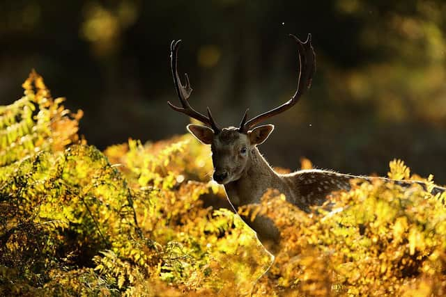 (Photo: Christopher Furlong/Getty Images)