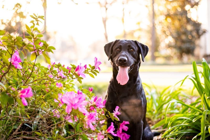 A total of five Labrador Retrievers have received the PDSA's Dickin Medal - the highest award any animal can receive whilst serving in military conflict, equivalent to the Victoria Cross. Most recently a Labrador called Sasha was posthumously awarded the medal in May 2014 for "outstanding gallantry and devotion to duty while assigned to 2nd Battalion, The Parachute Regiment, in Afghanistan 2008.