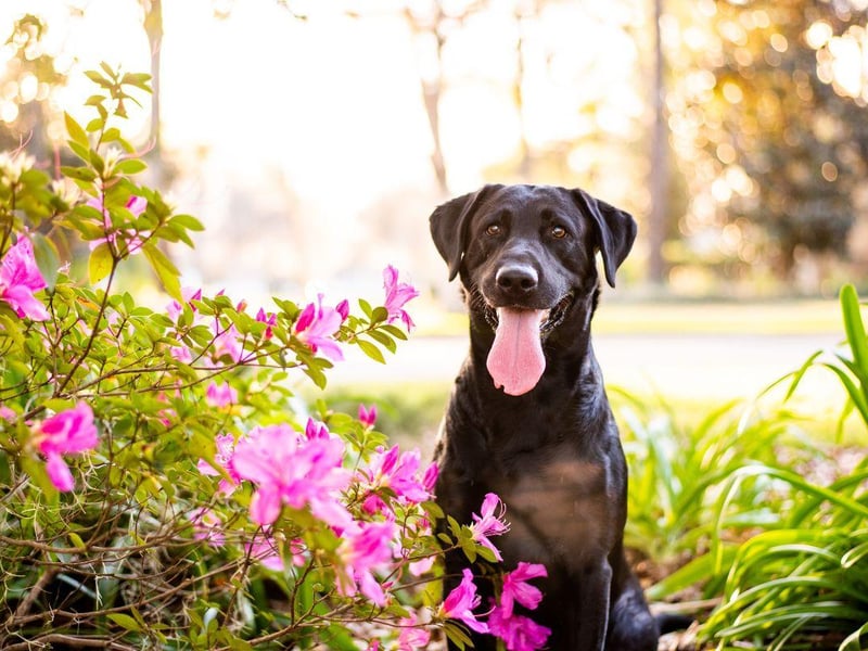 A total of five Labrador Retrievers have received the PDSA's Dickin Medal - the highest award any animal can receive whilst serving in military conflict, equivalent to the Victoria Cross. Most recently a Labrador called Sasha was posthumously awarded the medal in May 2014 for "outstanding gallantry and devotion to duty while assigned to 2nd Battalion, The Parachute Regiment, in Afghanistan 2008.