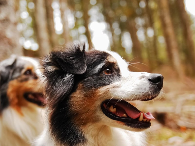 The Australian Shepherd makes a great pet for those with an energetic outdoor lifestyle with plenty of time on their hands, but is certainly not the right choice for a relaxing retirement. When they're puppies, taking care of a Australian Shepherd is a full time job and they only make slightly less demands on your life as they grow up - needing long walks and energetic games seven days a week.