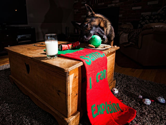 In a dog’s world, if you walk away from your food, you’ve finished and it’s fair play to the next hungry animal in line. So, prevent this by never leaving your food unattended and if your dog sits and begs at the table, turn away. If they’re close and jumping up to your lap, pop their paws down and say nothing, they’ll give up eventually when no attention is given.
