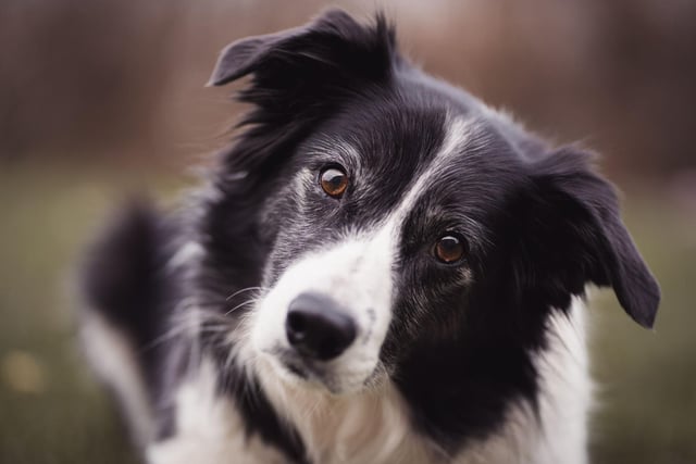 Intelligent and energetic, the Border Collie's natural environment is outside, where they thrive. Keep them inside for too long though and their energy levels will overflow, leading to inevitable chaos.
