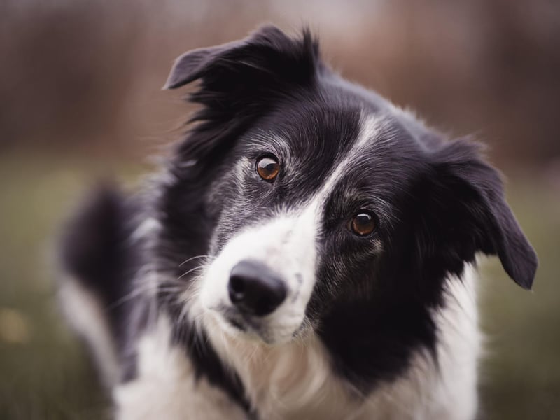 Intelligent and energetic, the Border Collie's natural environment is outside, where they thrive. Keep them inside for too long though and their energy levels will overflow, leading to inevitable chaos.
