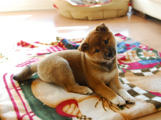 The origins of the name of the Shiba Inu are a mystery - other than 'Inu' meaning dog in Japanese. 'Shiba' means brushwood in Japanese so some think it may refer to the terrain where they were bred, while others believe it could refer to the colour of the dog's coat. Another theory is that it refers to an archaic use of shiba in Japan, when it simply meant 'little'.
