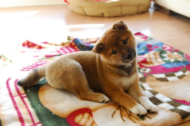 The origins of the name of the Shiba Inu are a mystery - other than 'Inu' meaning dog in Japanese. 'Shiba' means brushwood in Japanese so some think it may refer to the terrain where they were bred, while others believe it could refer to the colour of the dog's coat. Another theory is that it refers to an archaic use of shiba in Japan, when it simply meant 'little'.