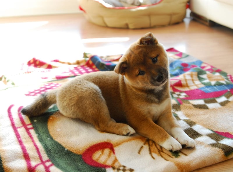 The origins of the name of the Shiba Inu are a mystery - other than 'Inu' meaning dog in Japanese. 'Shiba' means brushwood in Japanese so some think it may refer to the terrain where they were bred, while others believe it could refer to the colour of the dog's coat. Another theory is that it refers to an archaic use of shiba in Japan, when it simply meant 'little'.